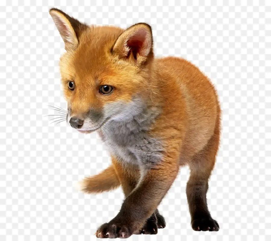 Renard，Bébé PNG