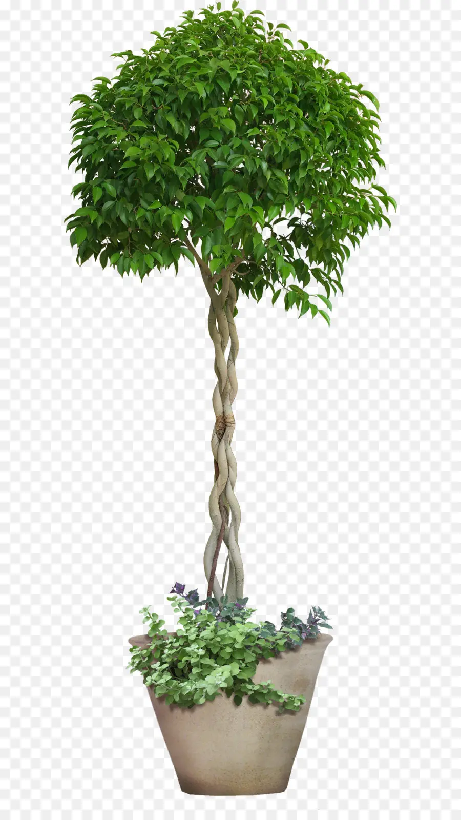 Arbre En Pot，Tronc Tressé PNG