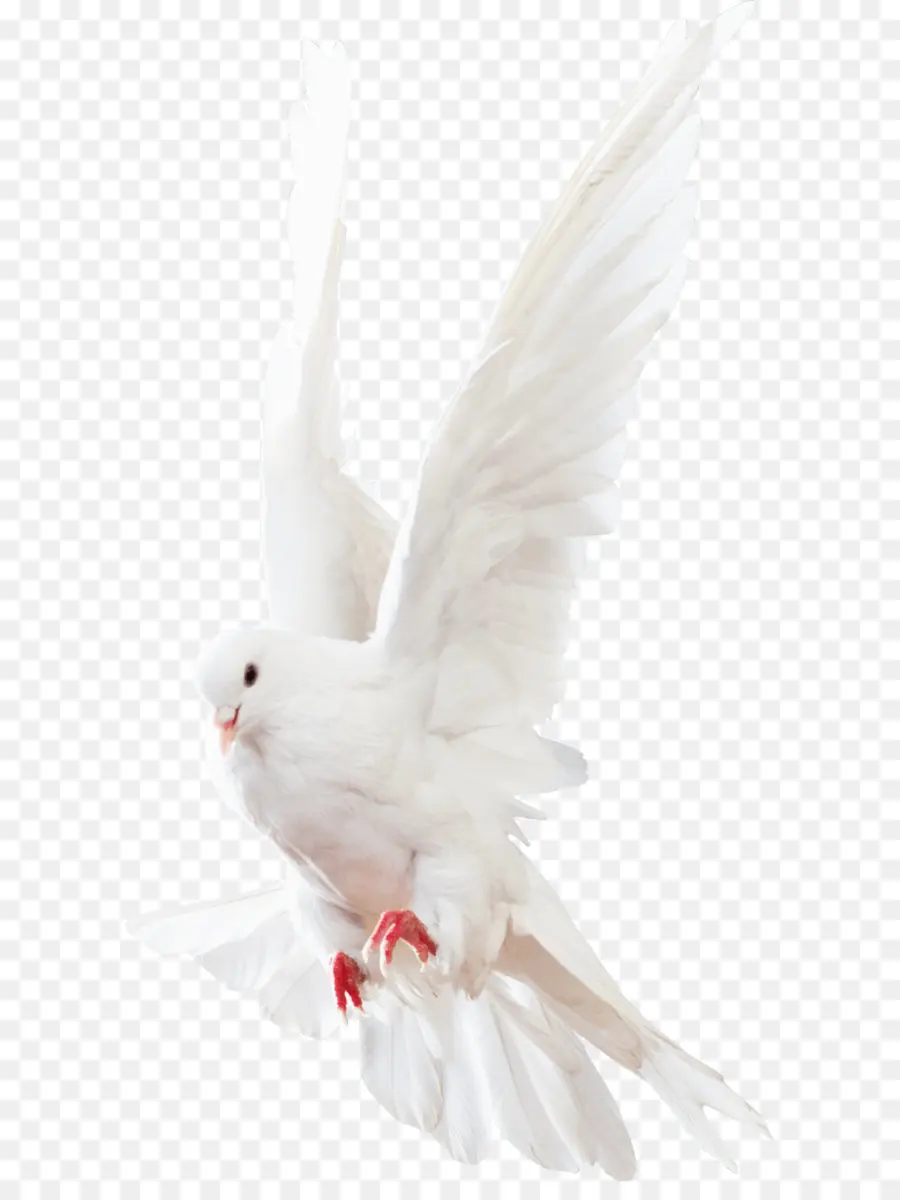 La Roche Colombe，Homing Pigeon PNG