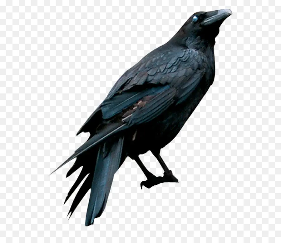 Corbeau Américain，Communes Raven PNG