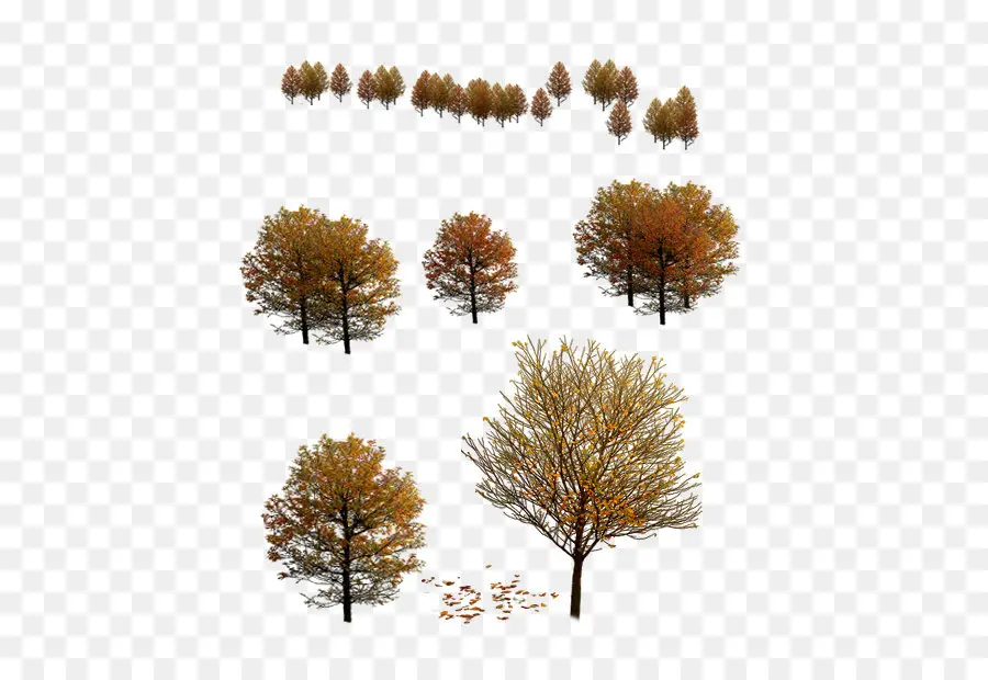 Arbres D'automne，Feuillage D'automne PNG