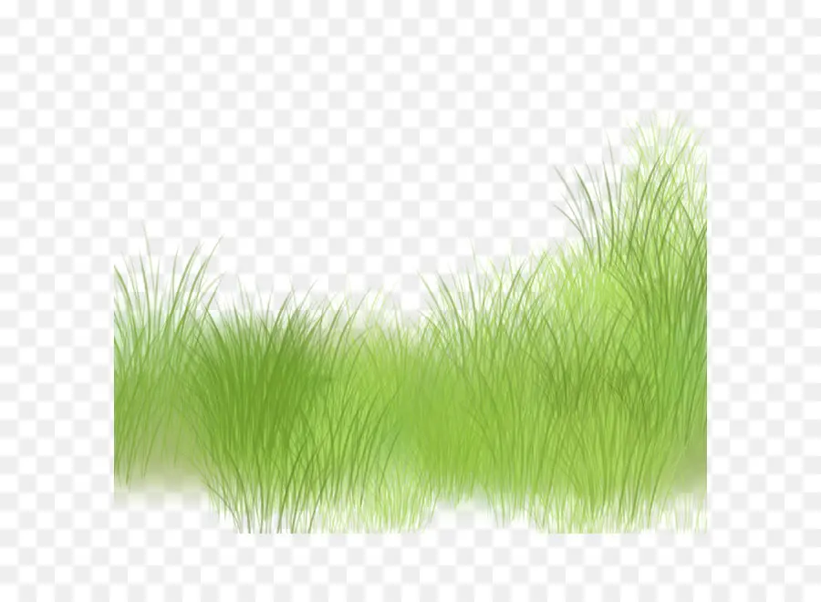 Herbes，Plante PNG