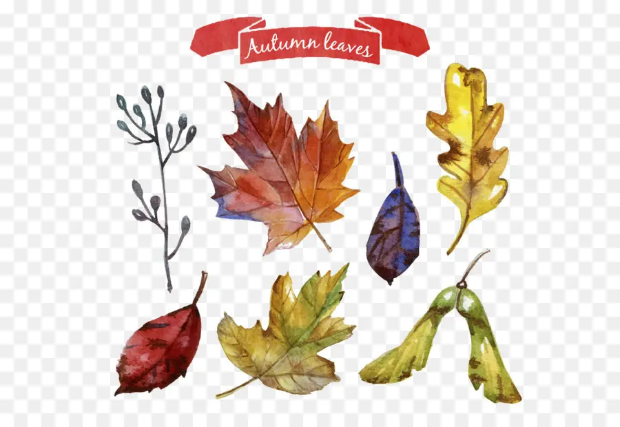 Feuilles D'automne，Aquarelle PNG