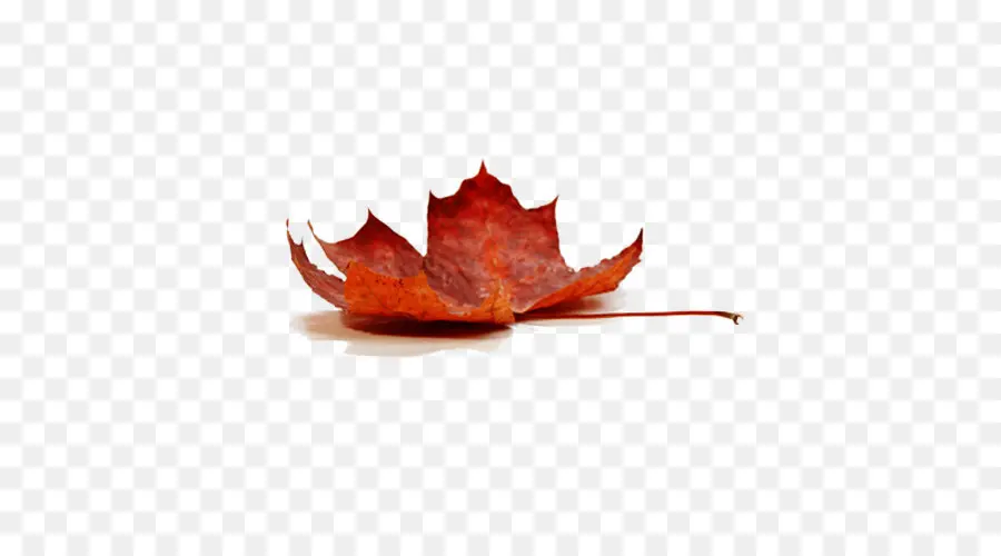 Feuilles D'automne，Automne PNG