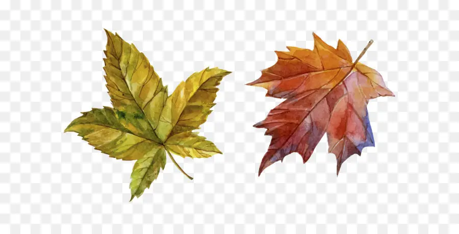 Feuilles D'automne，Automne PNG