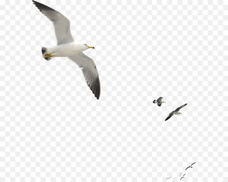 Mouettes，Vol PNG