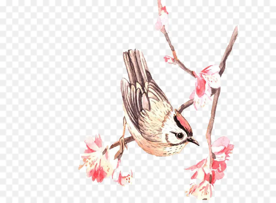 Oiseau Sur Une Branche，Bifurquer PNG