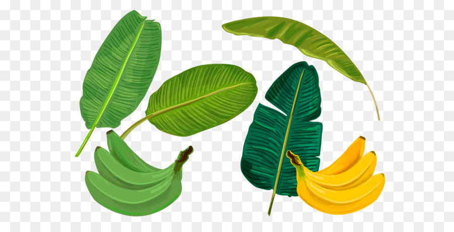 Banane Feuille，Banane PNG