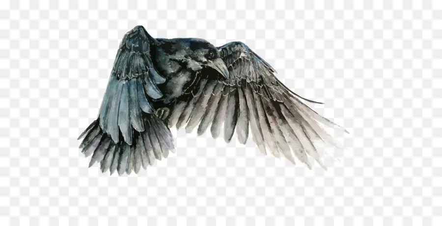 Oiseau，Communes Raven PNG