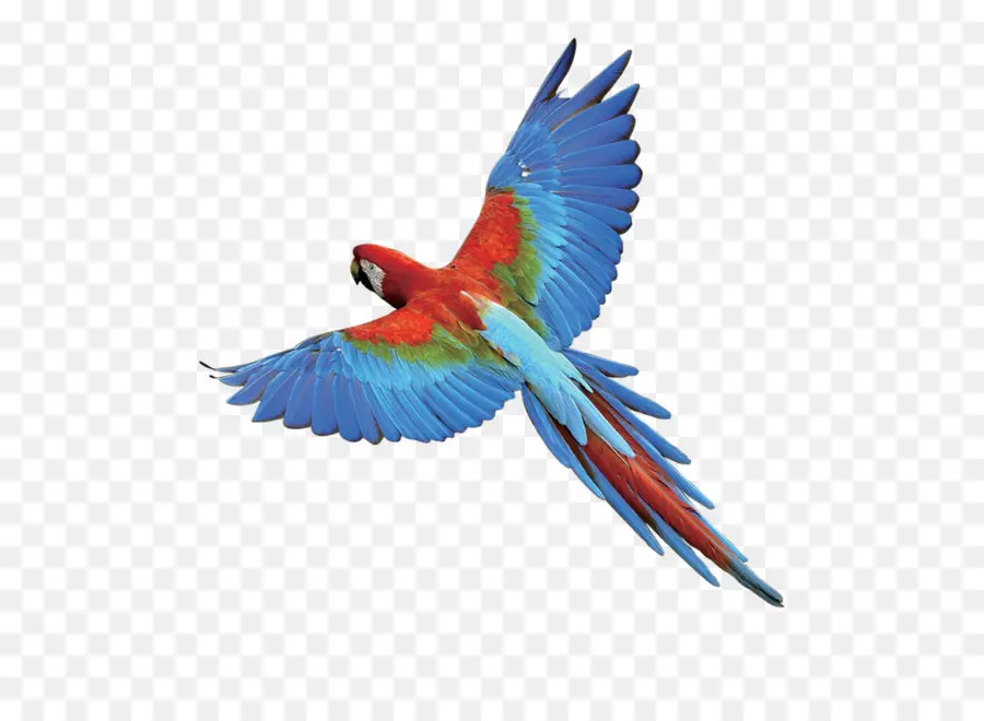 Perroquet Volant，Coloré PNG