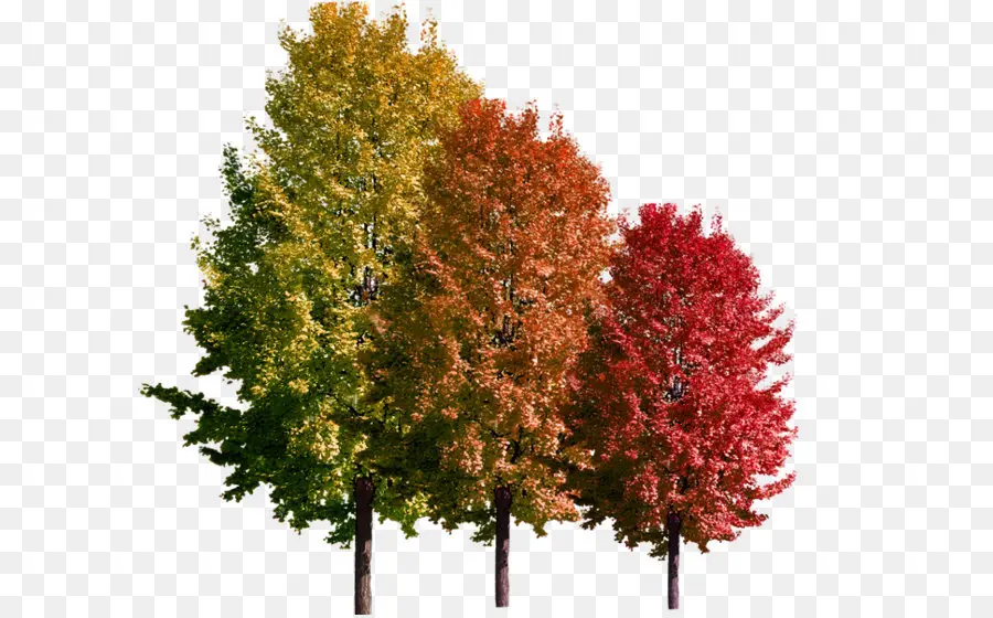 Arbres D'automne，Arbres PNG