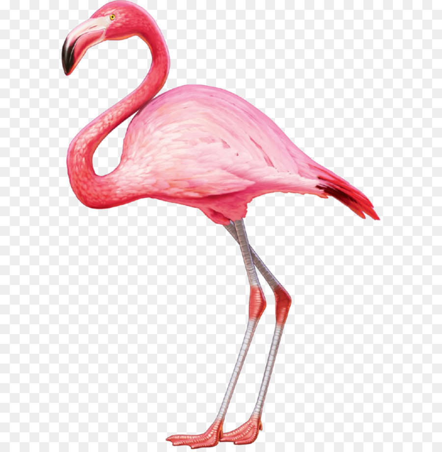 flamingo wiki rose png flamingo wiki rose transparentes png gratuit flamingo wiki rose png flamingo