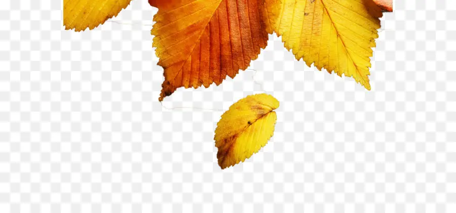 Feuilles D'automne，Jaune PNG