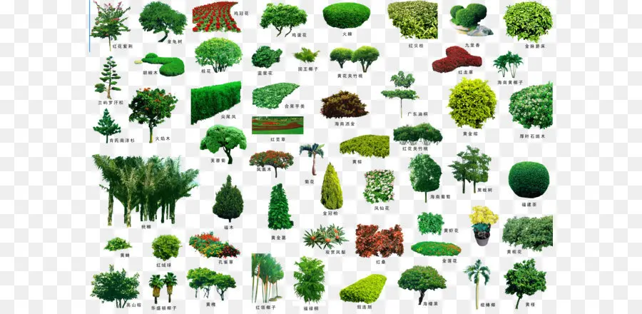 Divers Arbres，Plantes PNG