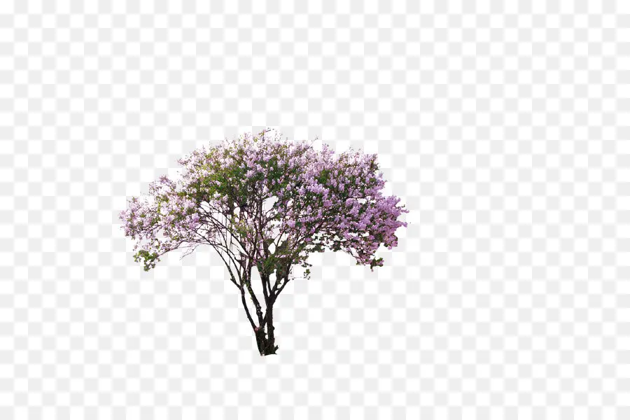 Arbre，Fleur PNG