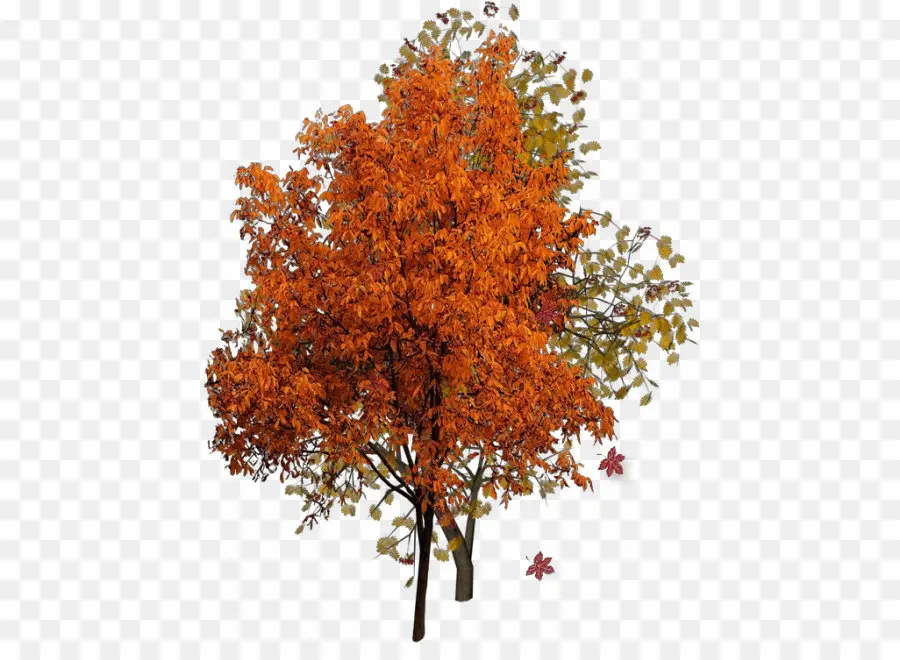 Arbre D'automne，Feuilles PNG