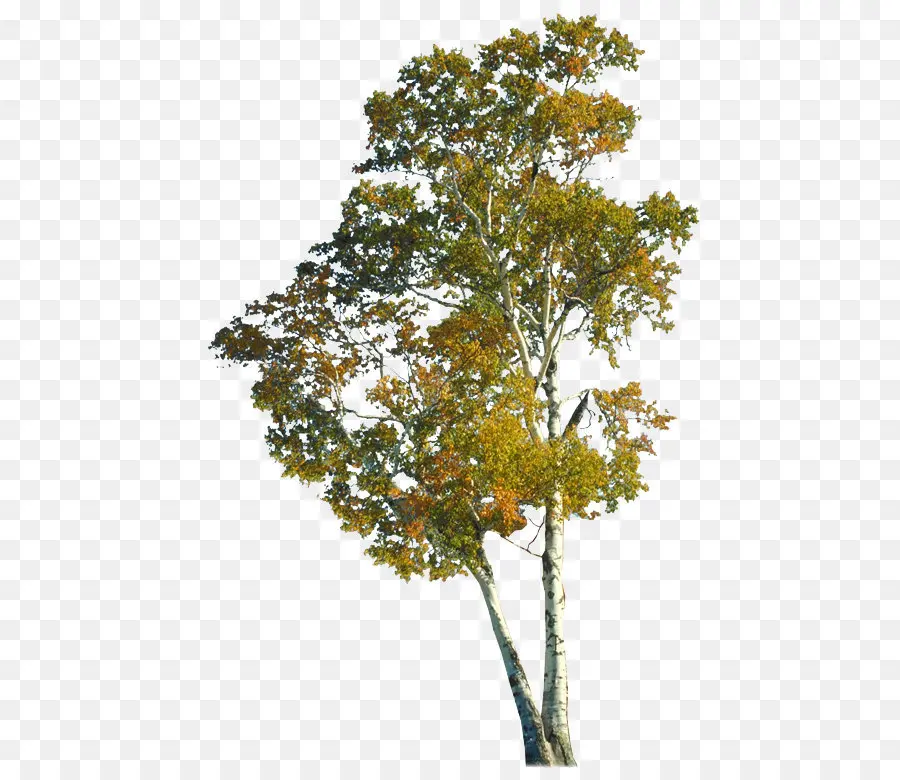 Arbre，Plante PNG