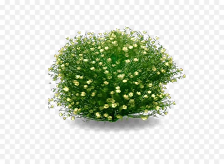 Buisson Vert，Fleurs PNG