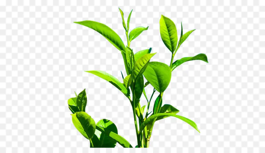 Plante Verte，Feuilles PNG