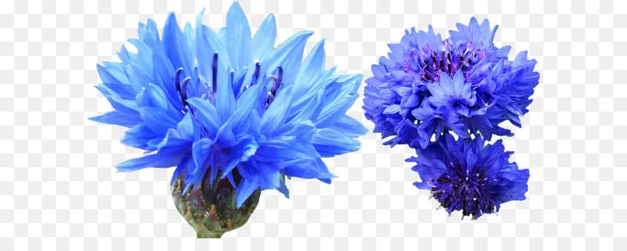 Fleurs Bleues，Bleuet PNG