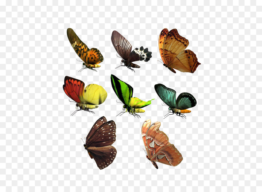 Papillon，Sans Redevances PNG