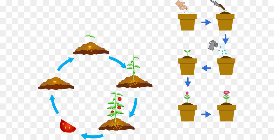 Cycle De Croissance Des Plantes，Usine PNG