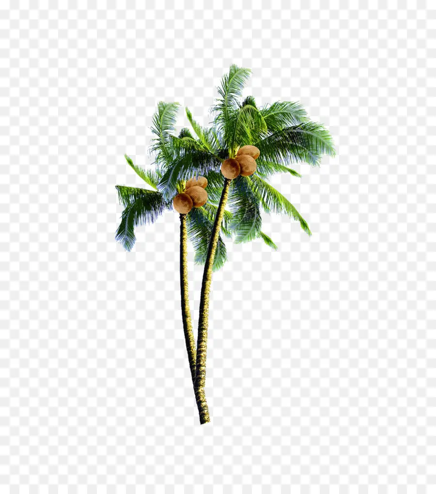 Arecaceae，Noix De Coco Bonbons PNG