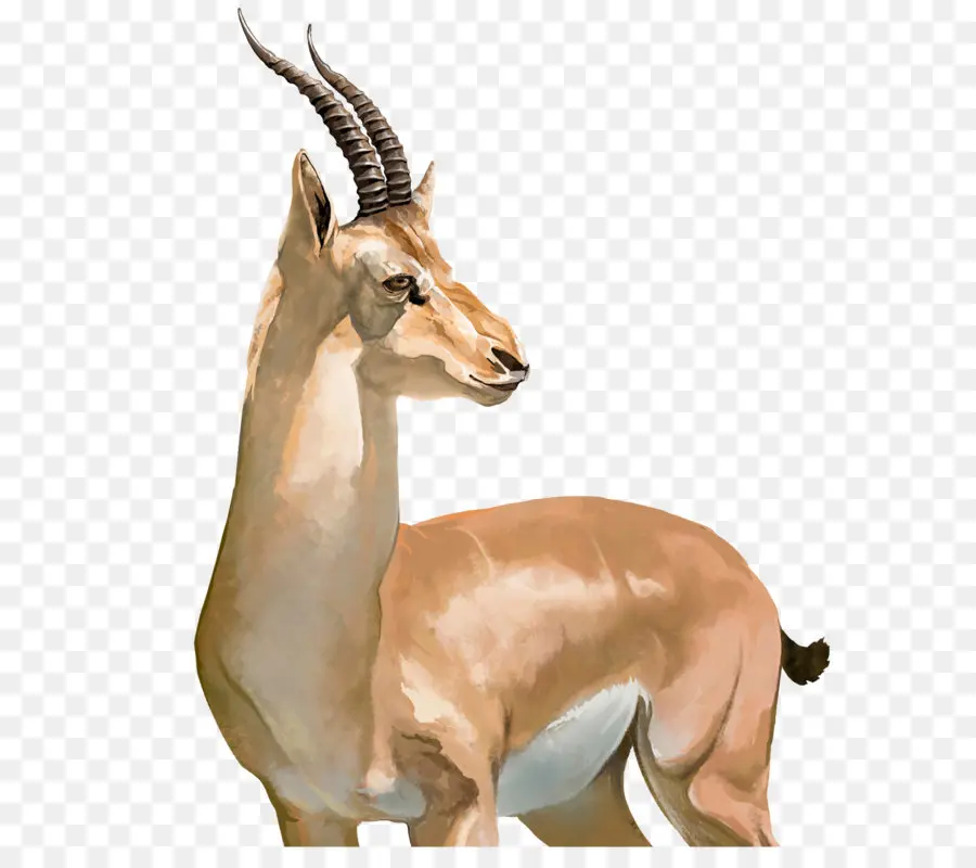 L Antilope，Des Antilopes PNG