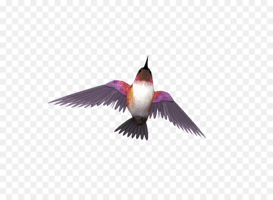 Colibri，Vol PNG