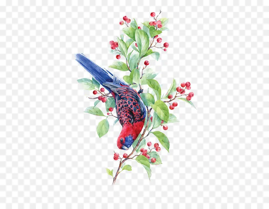 Oiseau，Aquarelle Peinture PNG