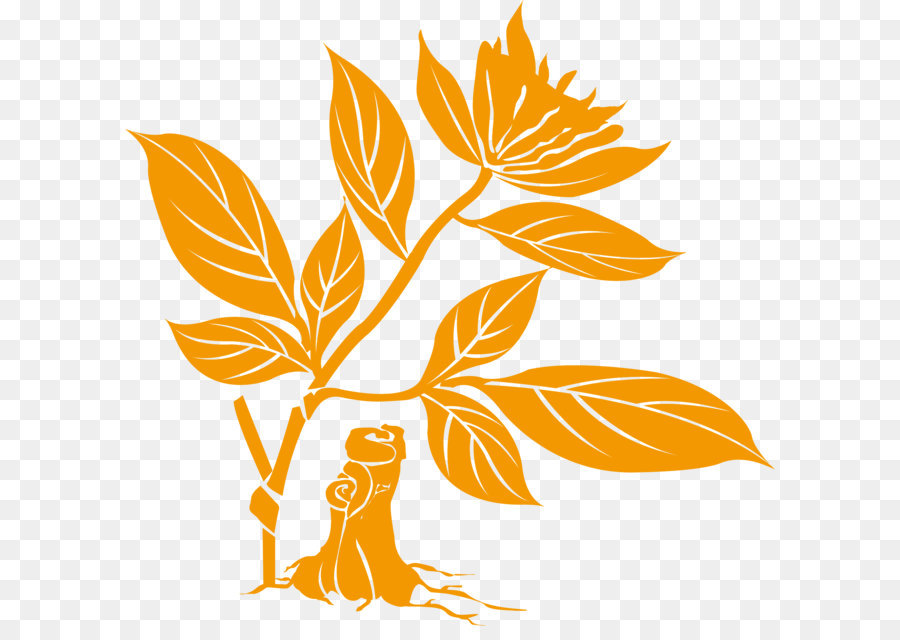 Plante Orange，Feuilles PNG