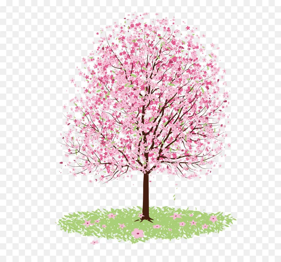 Fleur De Cerisier，Dessin PNG