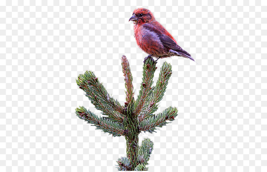 Oiseau Rouge Sur Pin，Oiseau PNG