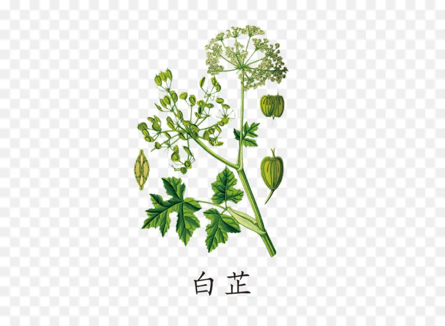 Heracleum Pêche，Berce PNG