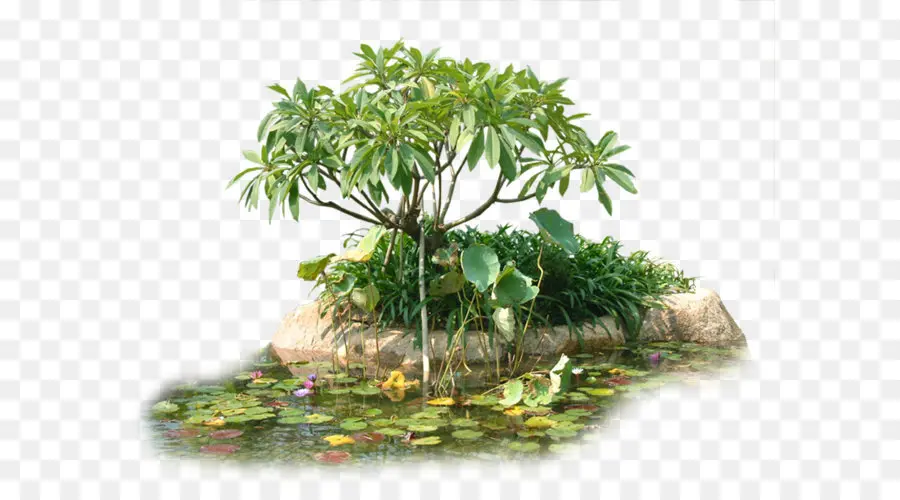 Jardin，Arbre PNG