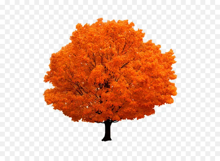 Arbre D'automne，Feuilles PNG