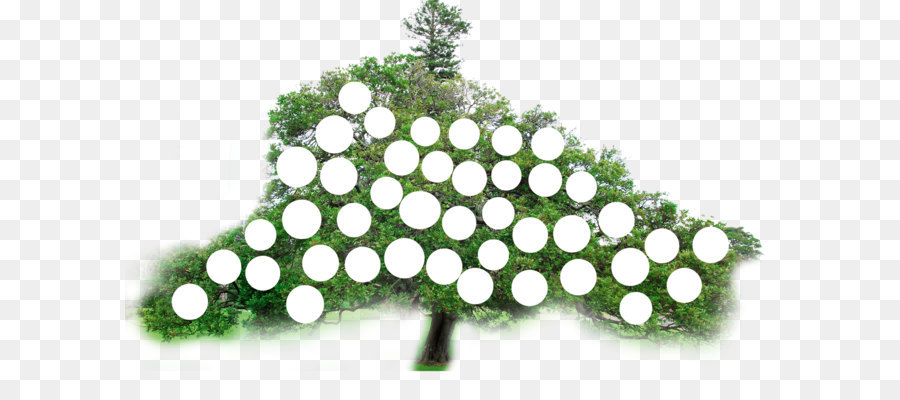 Arbre Avec Des Cercles，Feuilles PNG