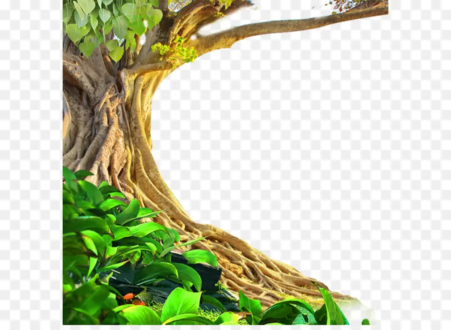 Arbre Avec Des Racines，Arbre PNG