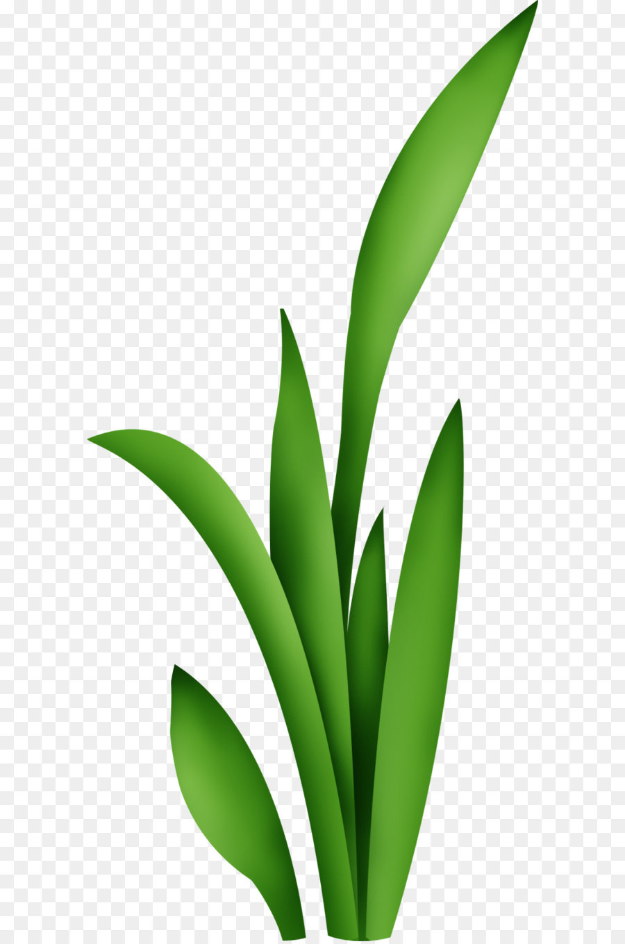 Herbe，Vert PNG