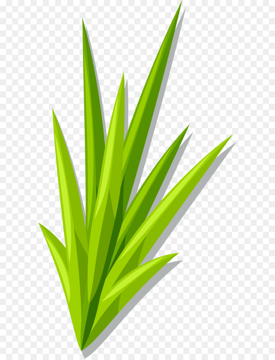 Plante Verte，Feuilles PNG