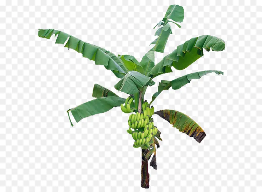 Arbre，Banane PNG