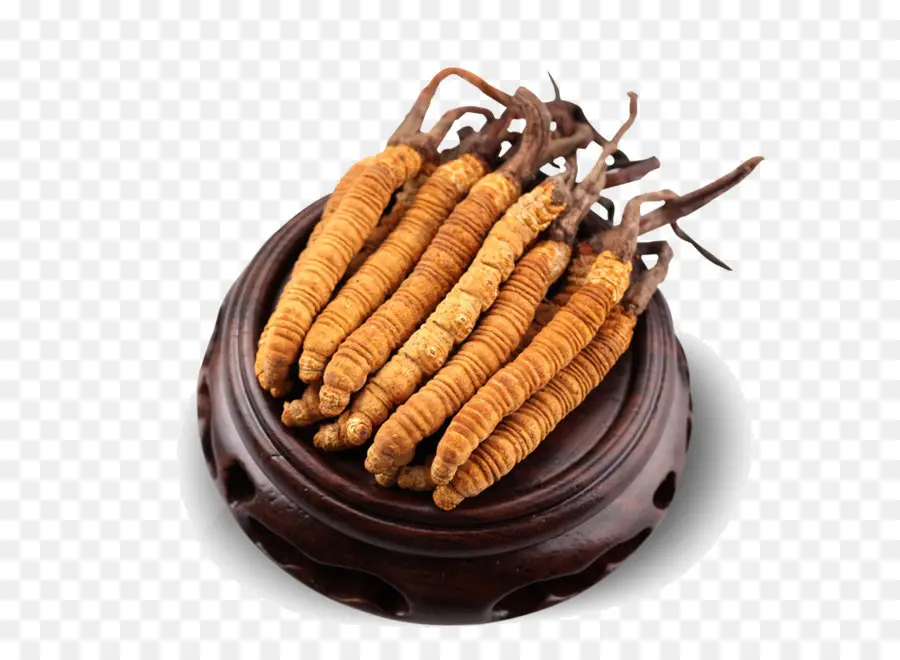 Cordyceps，Champignon PNG