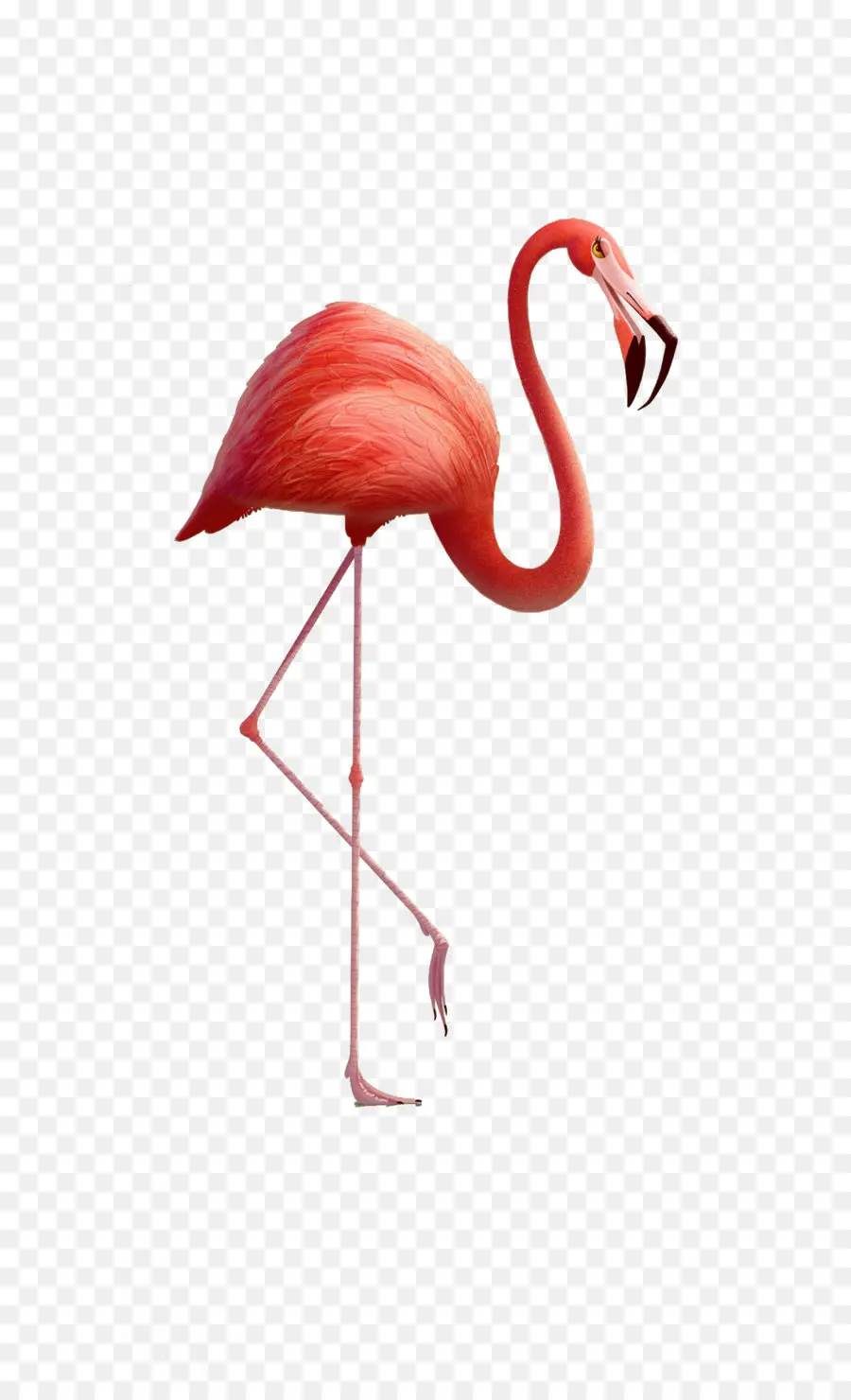 Flamant Rose，Debout PNG