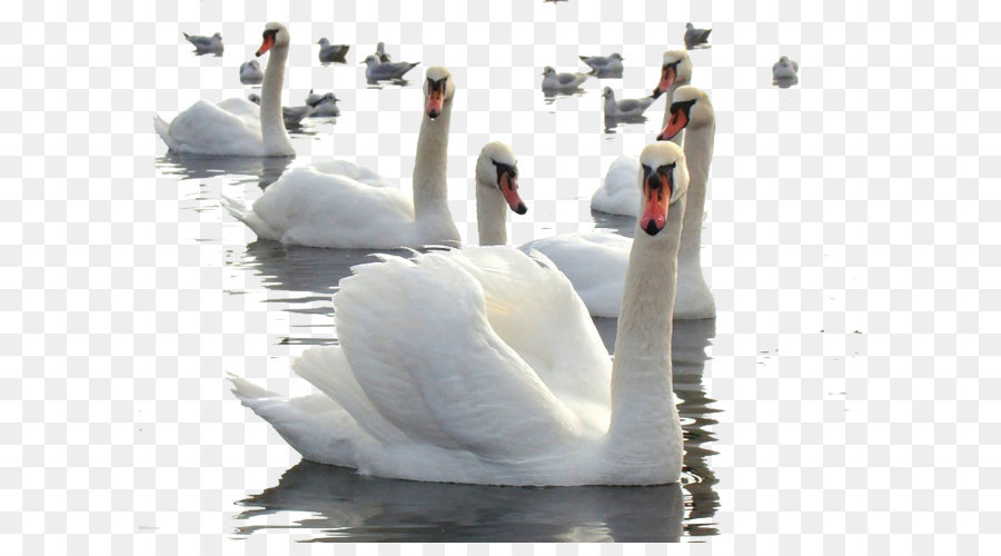 Cygnes Dans L'eau，Cygnes PNG