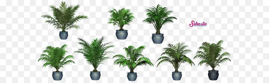 Plantes En Pot，Verdure PNG