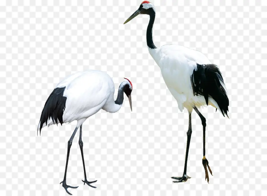 Grues，Blanc PNG