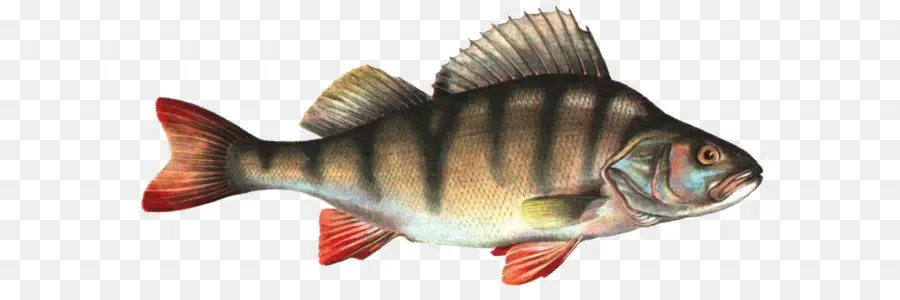 Poisson，Perche PNG