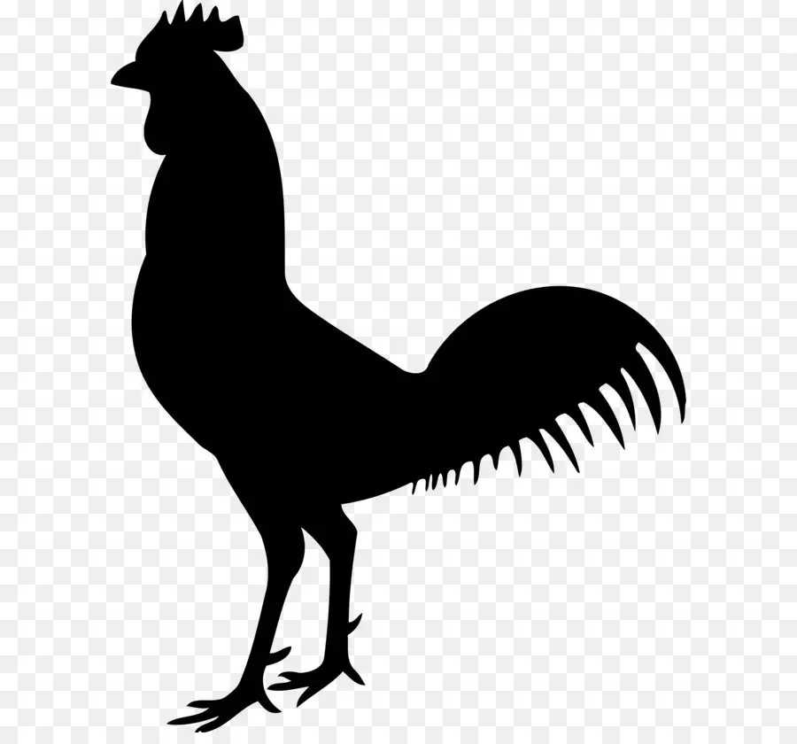 Silhouette De Coq，Oiseau PNG