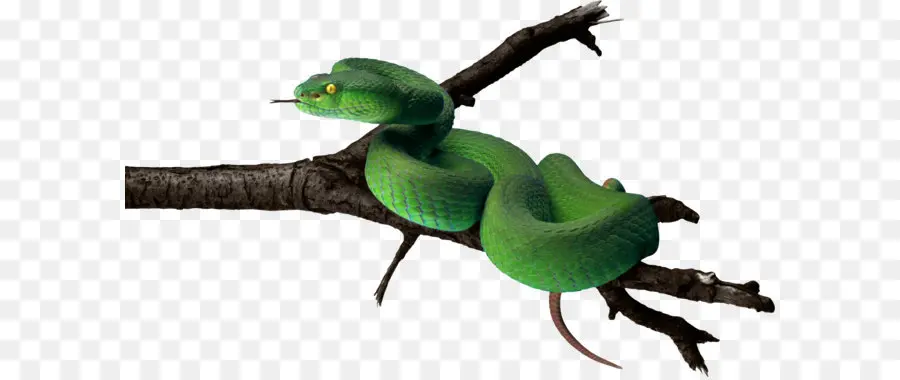 Serpent Vert，Reptile PNG