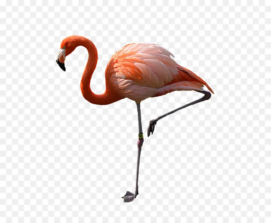 Flamingo，Télécharger PNG
